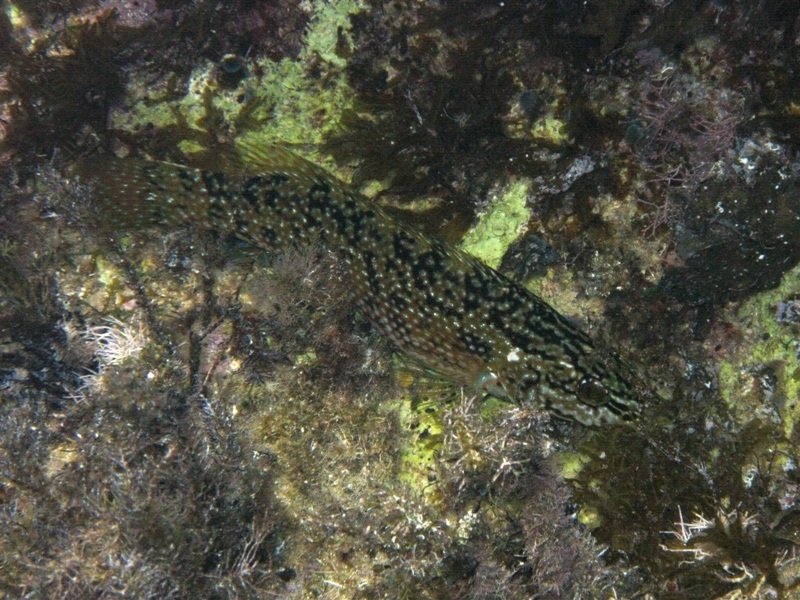 Labrus viridis (Tordo marvizzo)